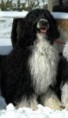 /album/ra%c3%a7as%20de%20cachorros%20%2c%20%28%3a/c%c3%a3o%20d%e2%80%99agua%20portugu%c3%aas-jpg/